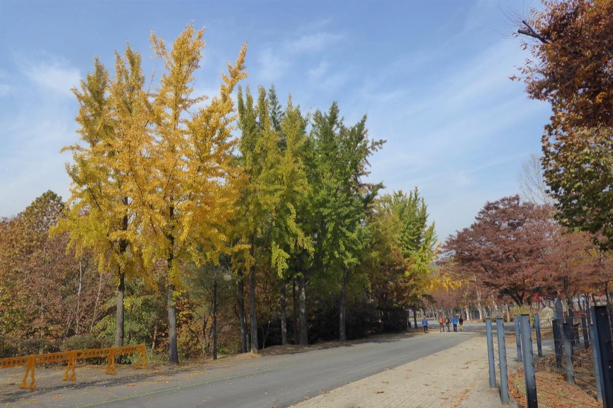 A walking path lined with autumn foliage at Seoul Grand Park