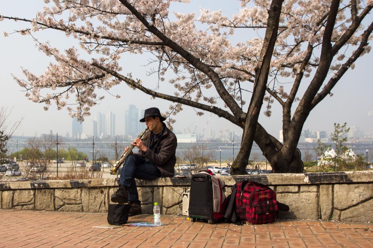 A street musician beneath spring cherry blossoms in Seoul